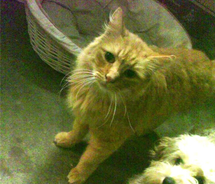 雄鹿强势打穿活塞,勒布朗·詹姆斯化身关键先生引领胜利