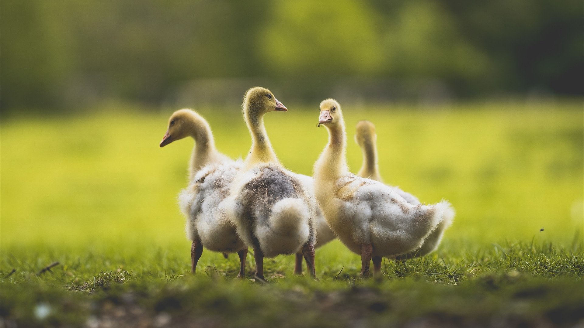 鏖战尼克斯，小贾伦的杀伤成北京队最孤独的武器