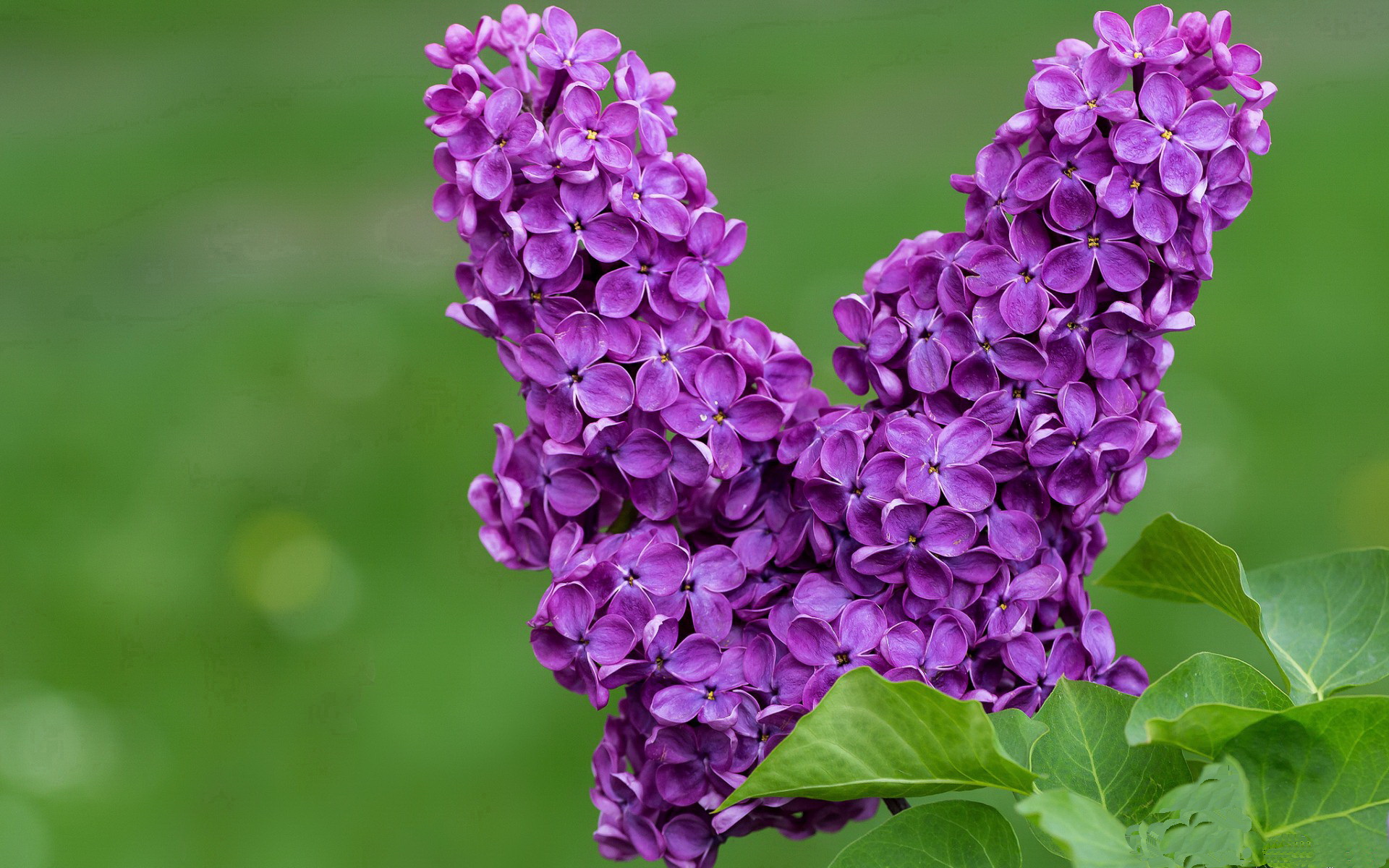 新星切特统治攻防，开拓者客场提前打花吉林