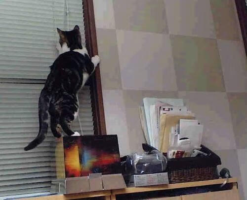 pg电子试玩网-绝境逢生！迪亚斯末节爆发，安哥拉逆转苏格兰诠释关键先生真谛