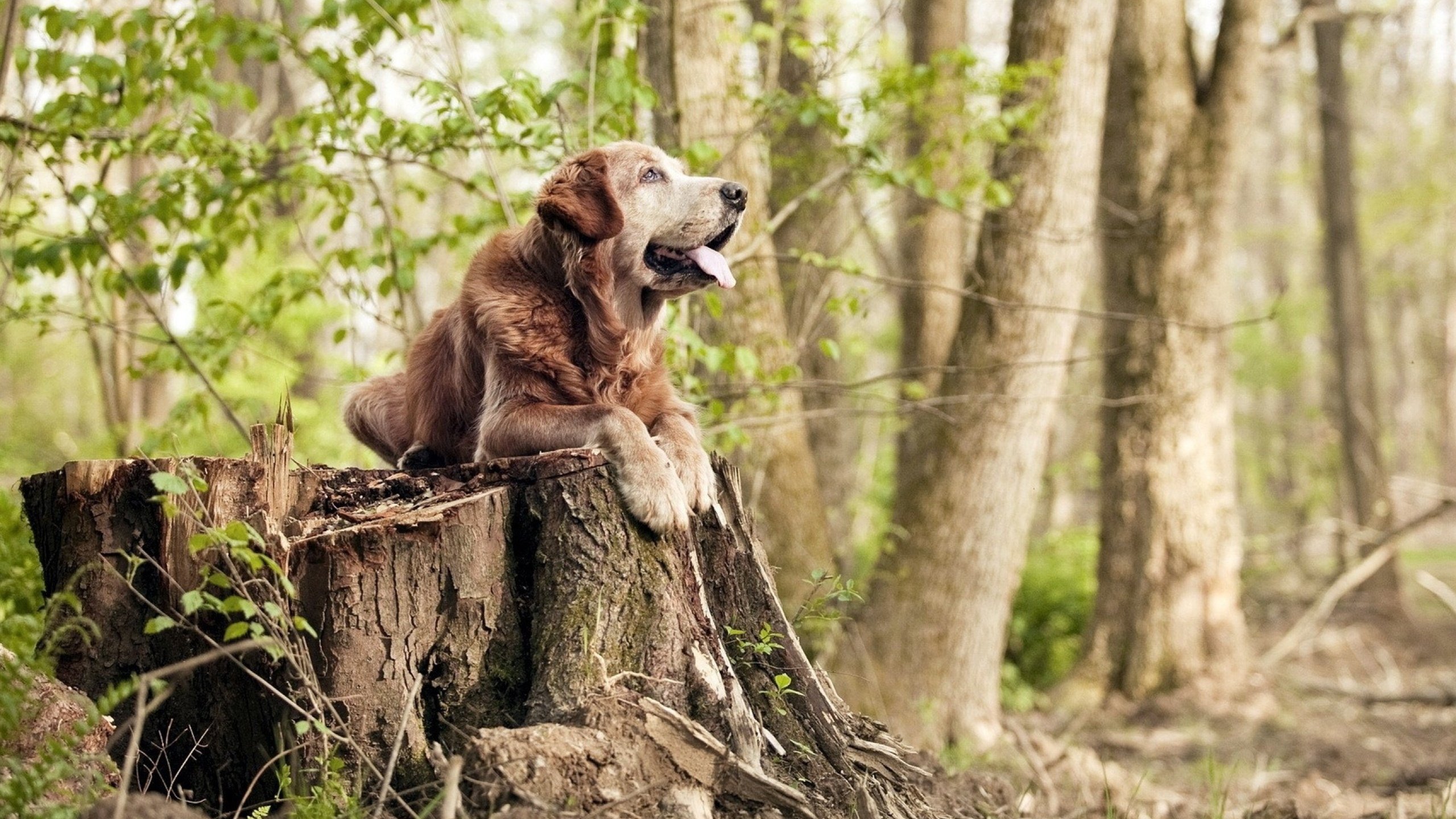 当世界静待冠军时，阿坎吉在创造另一种历史