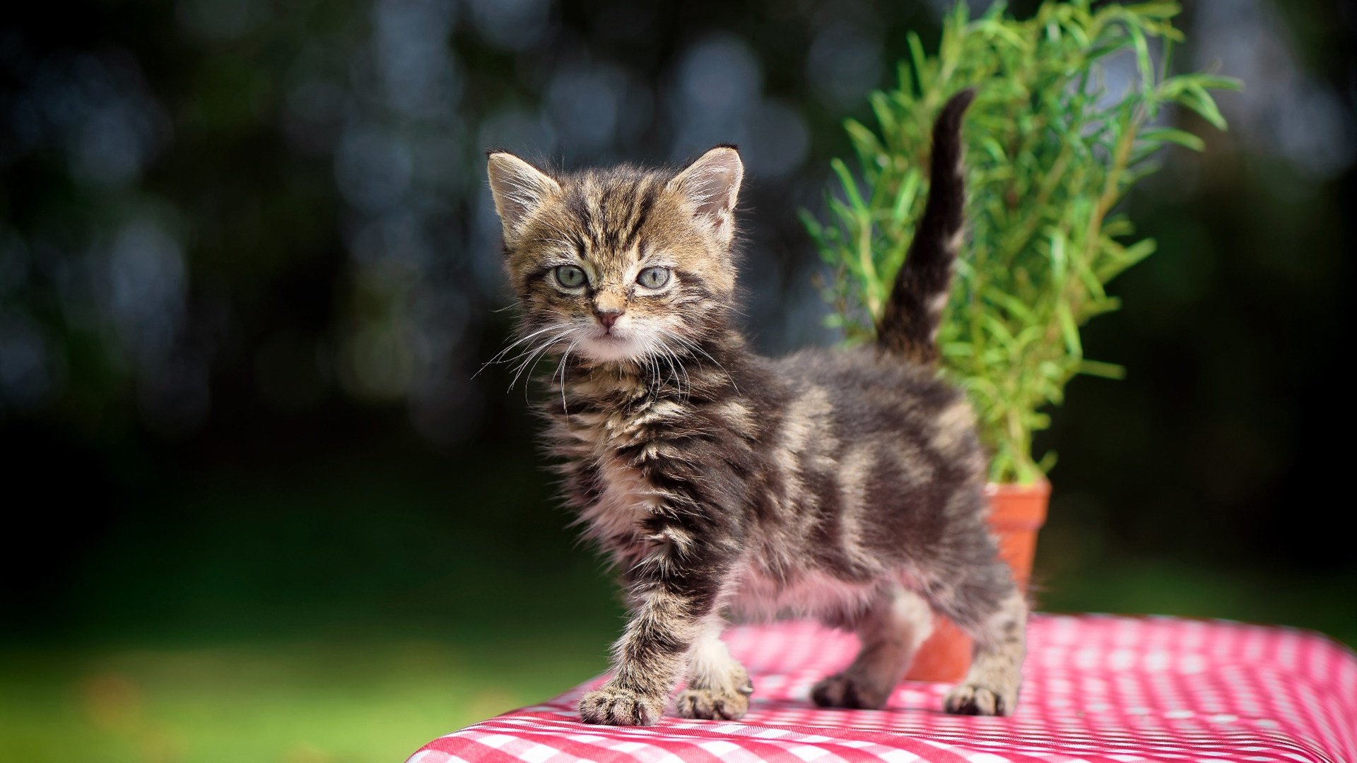 双线辉煌,曼联欧战封锁奥地利,伊萨克东决一战封神