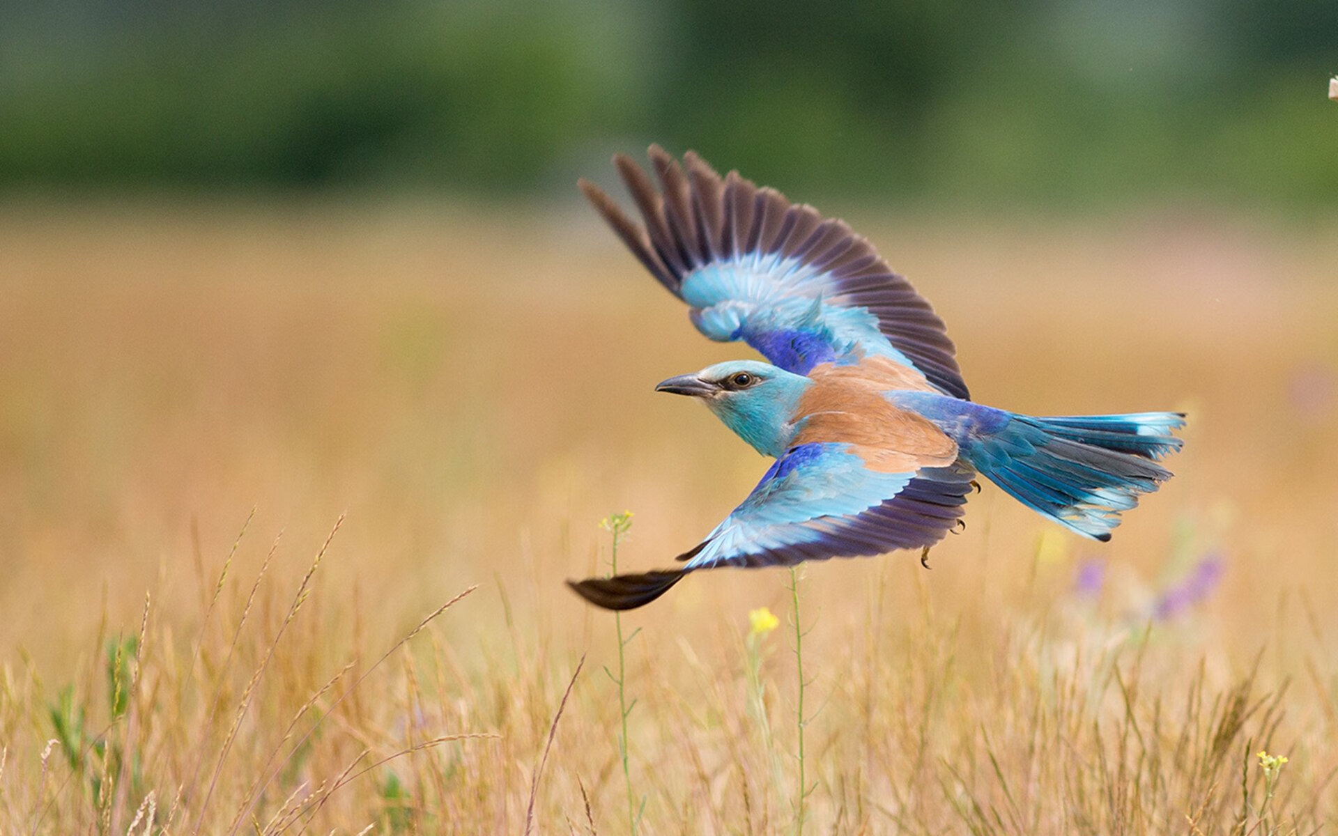 pg电子试玩网-西亚卡姆打出统治级数据，太阳用团队篮球打碎绿衫军防守