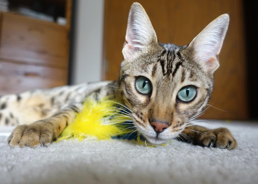 总决赛烽火跨洋燃,火箭升空,冲垮北京防线