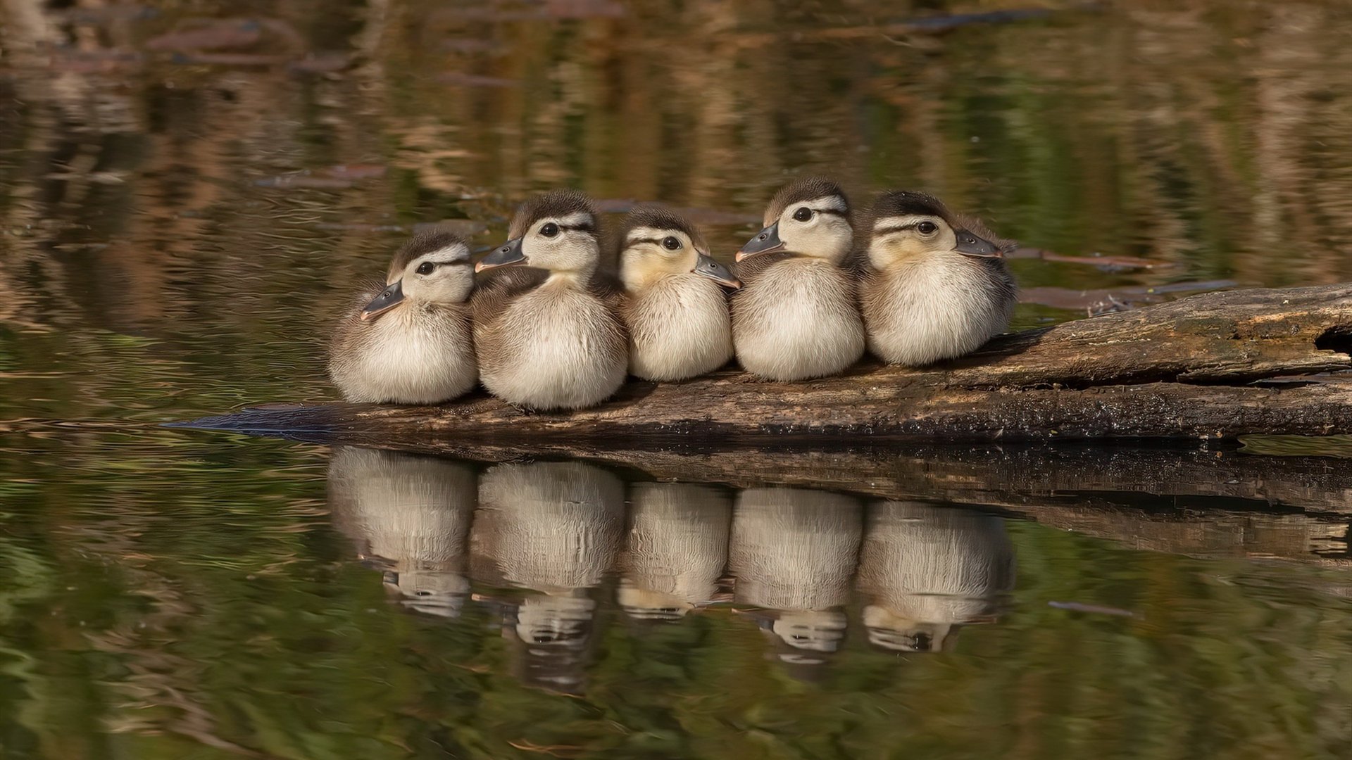救赎与颠覆，萨内压力下的爆发与爱尔兰人对皇马的收割