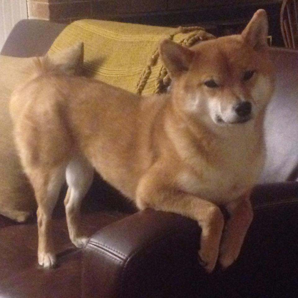 伊布归来,罗马城见证41岁神锋如何让拉齐奥与厄瓜多尔鏖战成他的个人圣殿