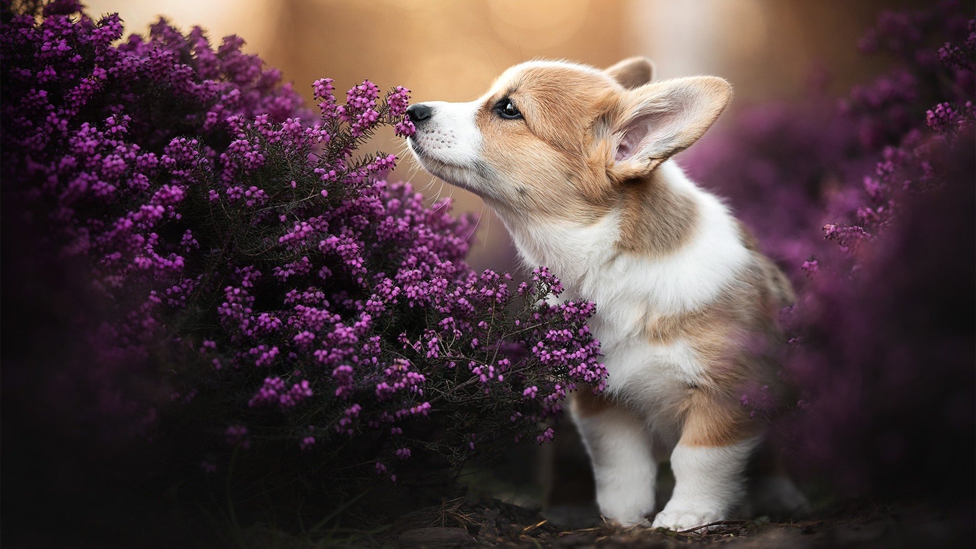 从冰点到沸点,杰伦格林用一记绝命三分,为自己与上海队正名