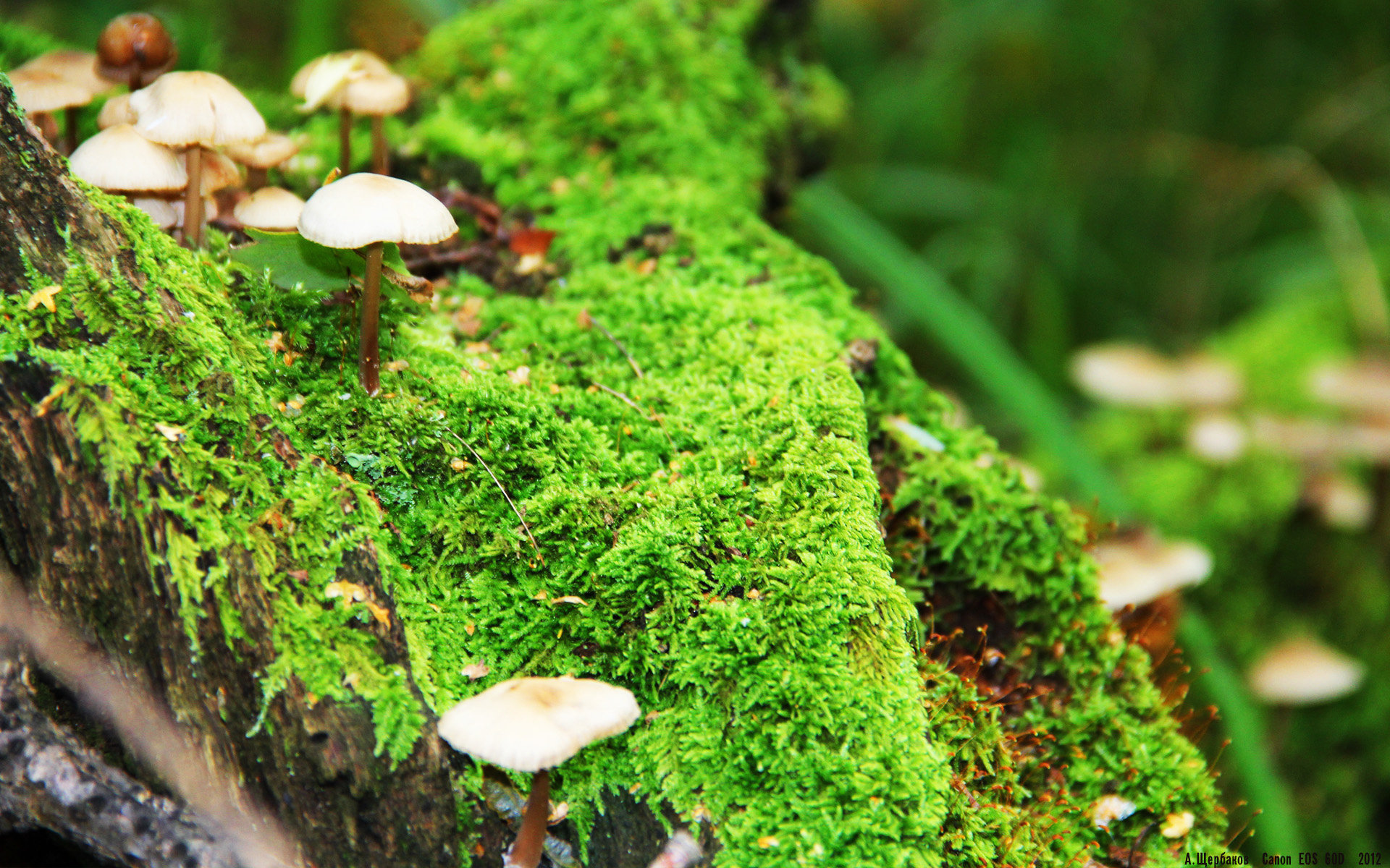 pg电子模拟器试玩在线-基耶萨一剑封喉！毕尔巴鄂友谊赛鏖战阿尔及利亚，关键进球定乾坤