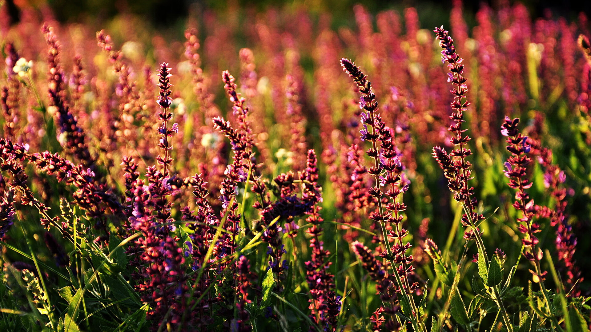 沉默刺客，苏亚雷斯，抢七之夜最冷血的舞者