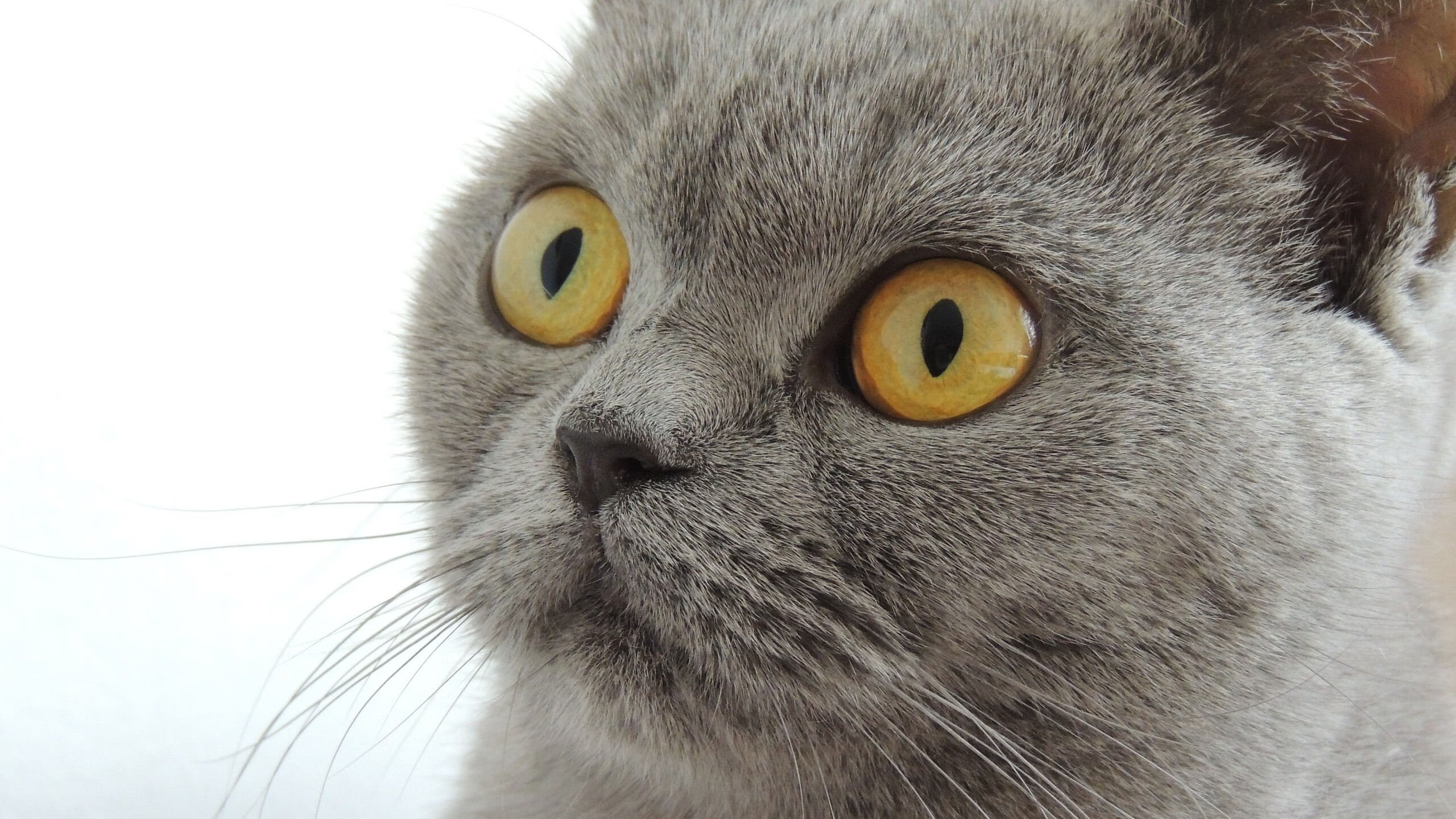 东决鏖战！小贾伦·杰克逊单骑救主，史诗级输出锁定胜局