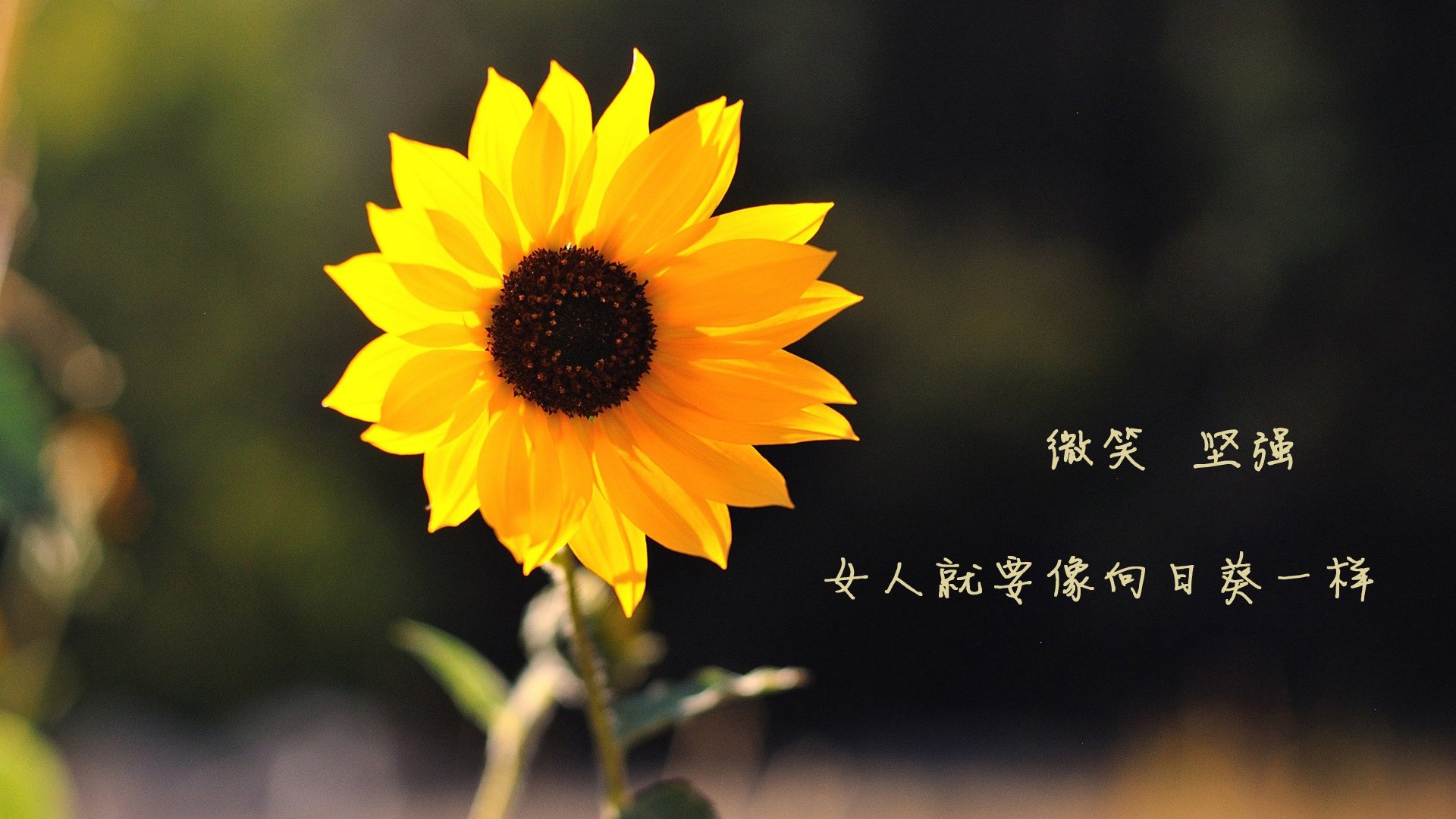 -巴格达之夜，伊拉克绝杀乌拉圭，三笘薰导演小组赛最燃一战